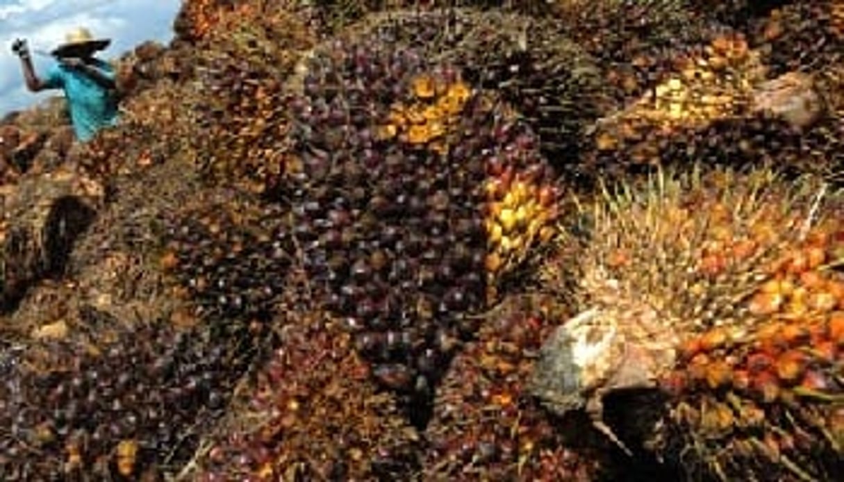 Sifca envisage d’augmenter sa production d’huile de palme de 33% pour atteindre 400 000 tonnes par an au cours des quatre prochaines années. © AFP