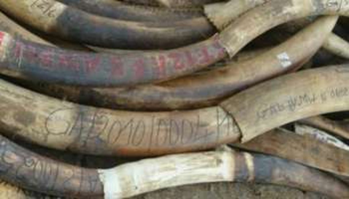 Le Gabon est devenu, en quelques années, un repaire du braconnage d’éléphants. © AFP