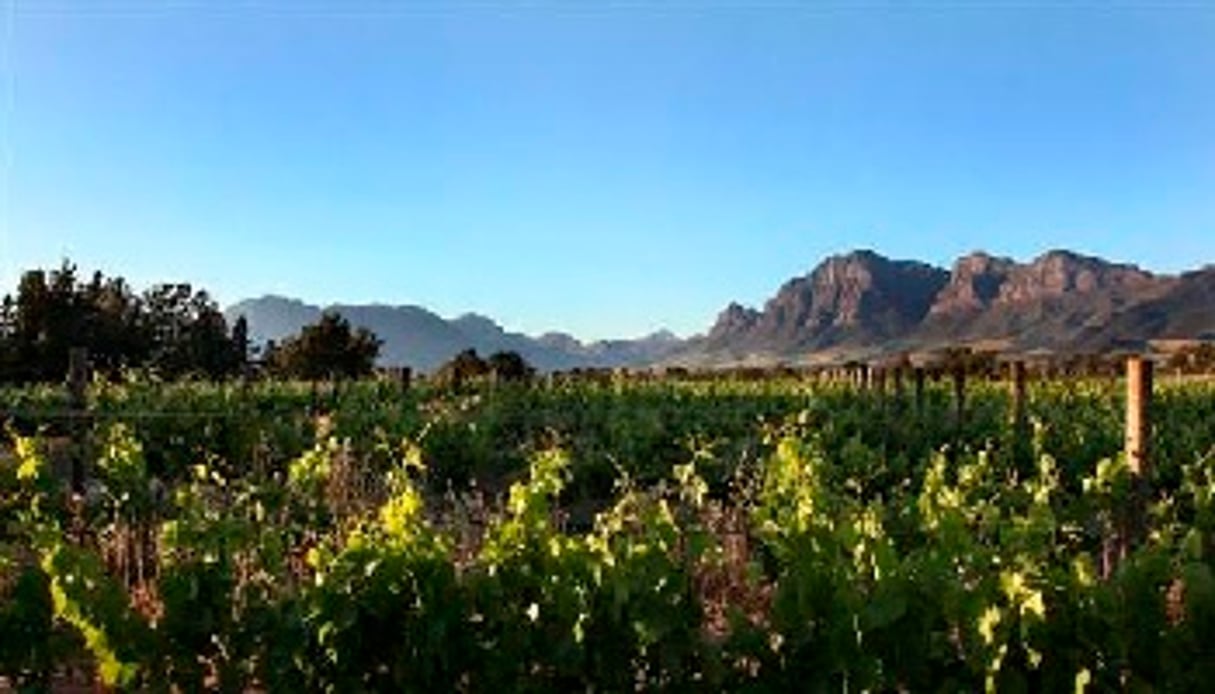 Le vignoble comprend une exploitation de 25 hectares. DR