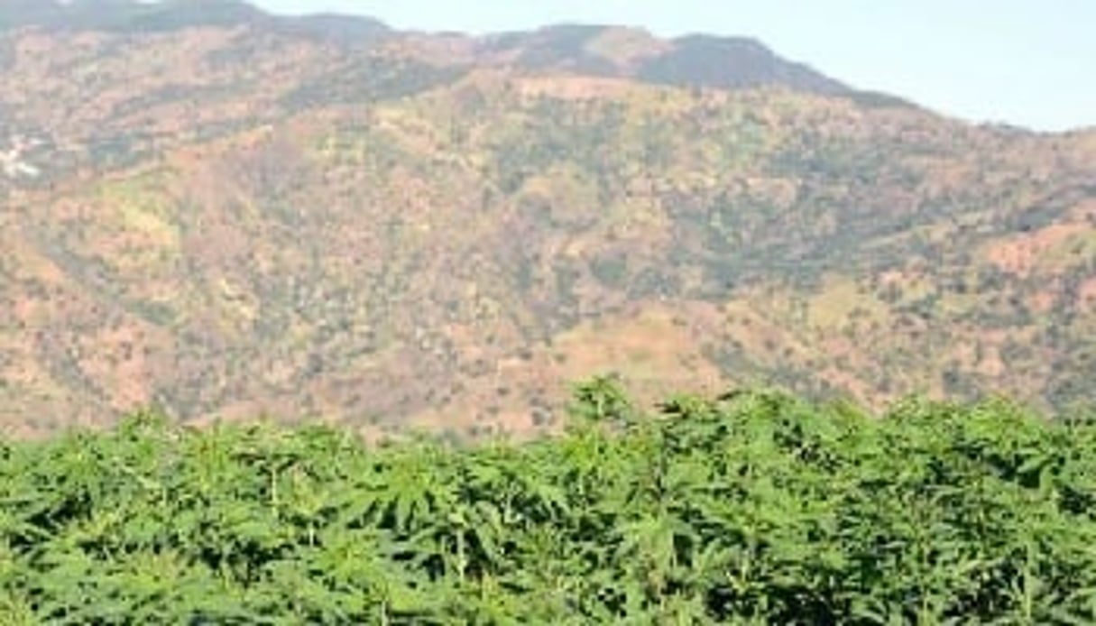 Selon l’Office des Nations unies contre la drogue et le crime, les exportations marocaines de résine de cannabis s’élèveraient à 13,5 milliards de dollars par an. © AFP