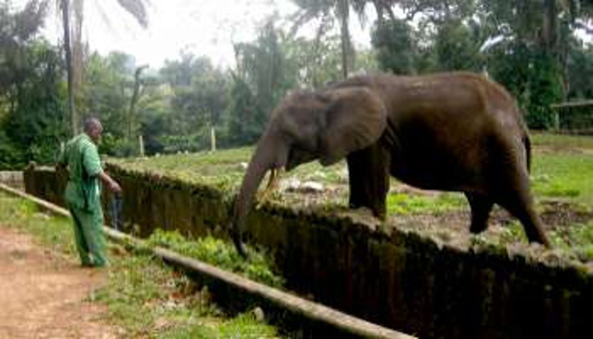 Can, l’éléphante du zoo d’Abidjan. © Aurélie Fontaine