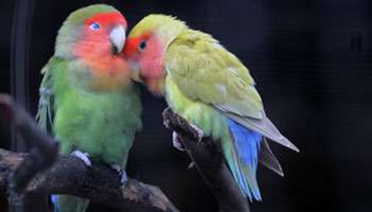 Les inséparables sont des oiseaux d’Afrique qui restent toute leur vie en couple. © YURI CORTEZ / AFP