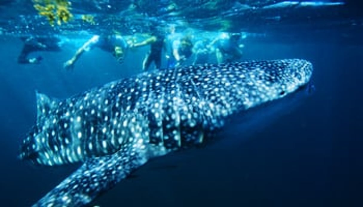 Plonger avec un requin baleine ? A Djibouti, c’est possible, et sans danger.