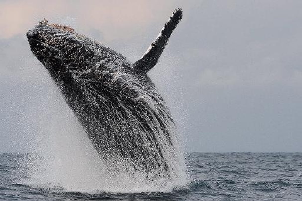 Gabon: face aux éléphants, le ballet amoureux des baleines © AFP