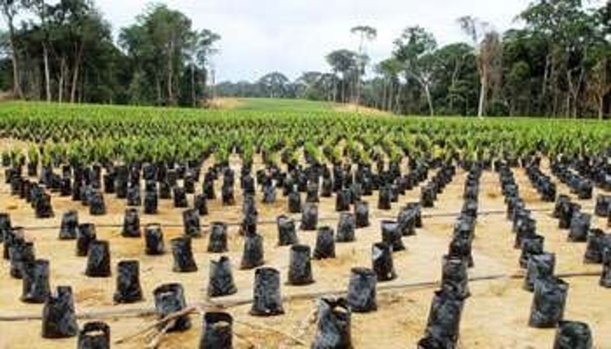 Une plantation de palmiers à l’huile, au Gabon. Olam a réalisé un chiffre d’affaires de 20,8 milliards de dollars pour l’année fiscale 2012-2013. © Xavier Bourgeois/AFP