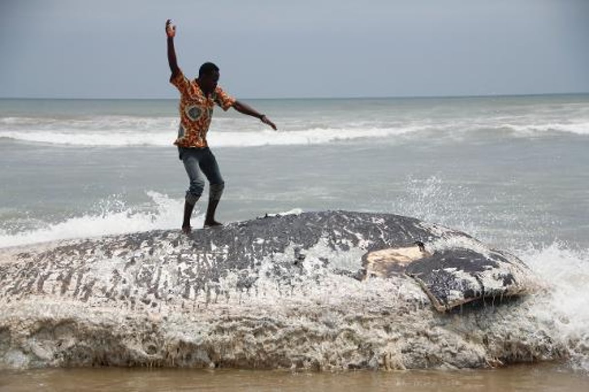 Ghana: cinq carcasses de baleines échouées en une semaine © AFP