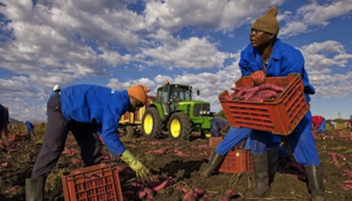 La part de l’agriculture (en % du PIB) a baissé dans plusieurs économies africaines. Au Nigeria elle a perdu 10 points en une décennie. © AFP