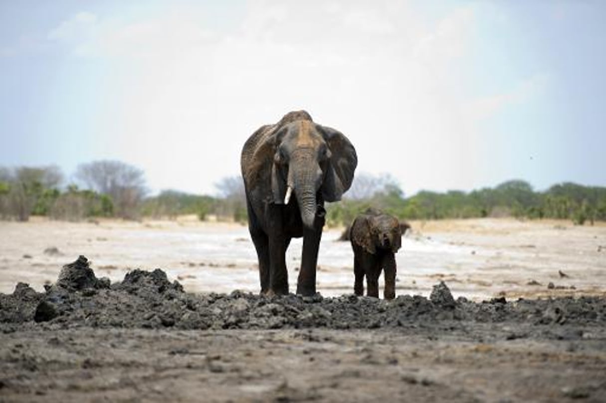 Zimbabwe: des braconniers condamnés pour avoir tué 81 éléphants © AFP