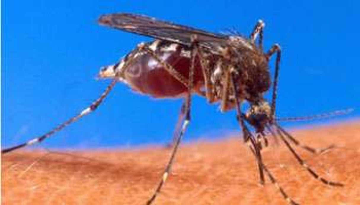 Une étude ouvre la voie à des répulsifs anti-moustiques moins