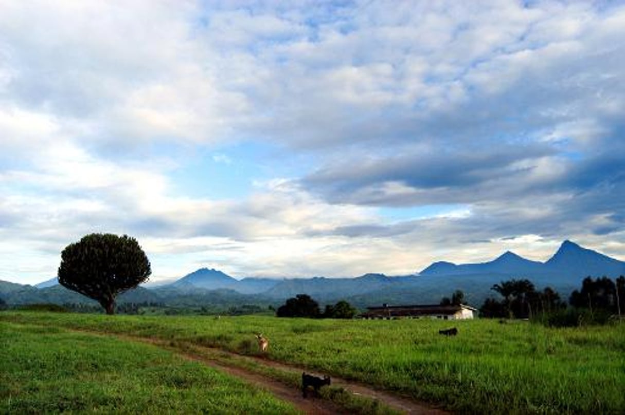 WWF saisit l’OCDE sur les risques encourus dans le parc des Virunga © AFP