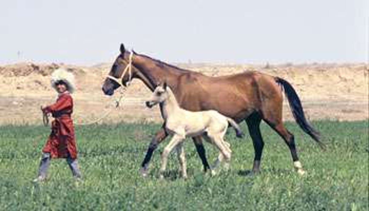 L’akhal-téké, à la grâce incomparable (Turkménistan). © Yuriy Somov / RIA NOVOSTI