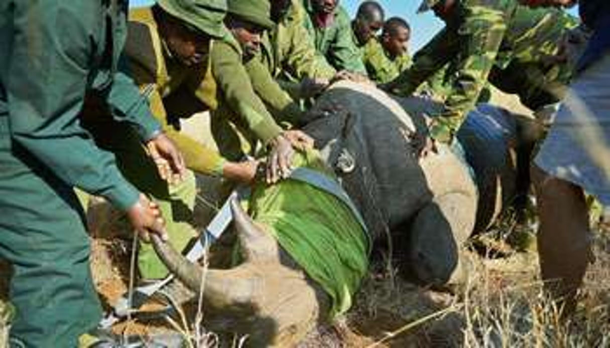 Une équipe du Kenya Wildlife Service aux petits soins pour un rhinocéros. © Carl de Souza/afp