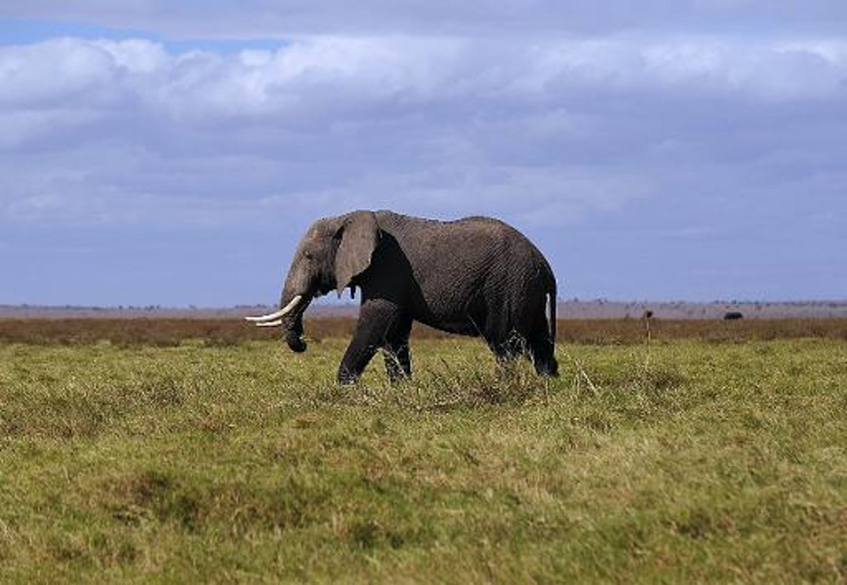 Afrique: le WWF appelle à agir contre « le braconnage industriel » des éléphants © AFP