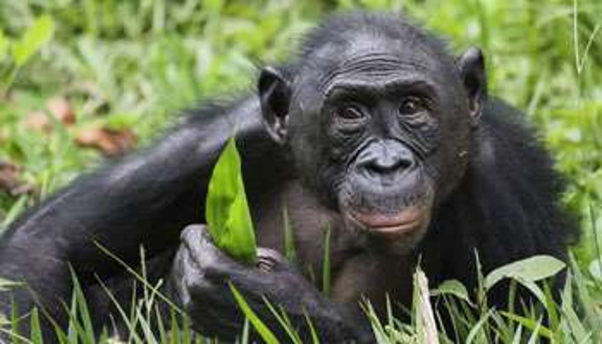 Le bonobo a 98% de gènes en commun avec l’humain. © Tanguy Dumortier / Biosphoto/AFP