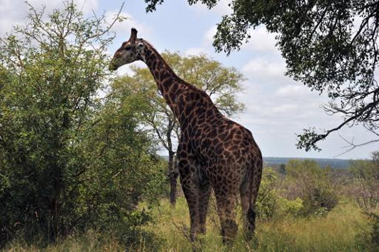 Niger: nette progression de la population des girafes © AFP