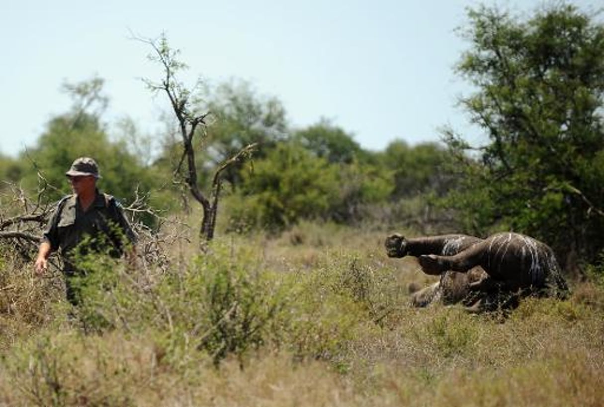 Afrique du Sud: plus de mille rhinocéros tués par des braconniers en 2013 © AFP