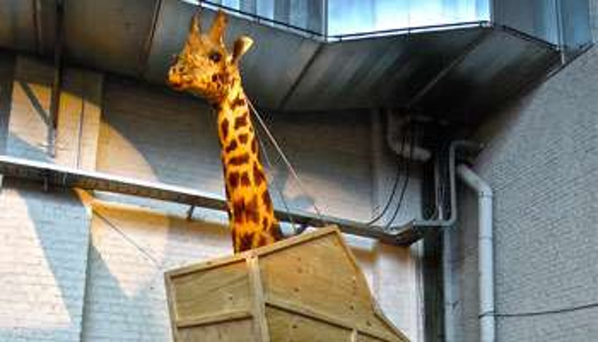 La girafe en boîte pour trois ans. © Nicolas Michel