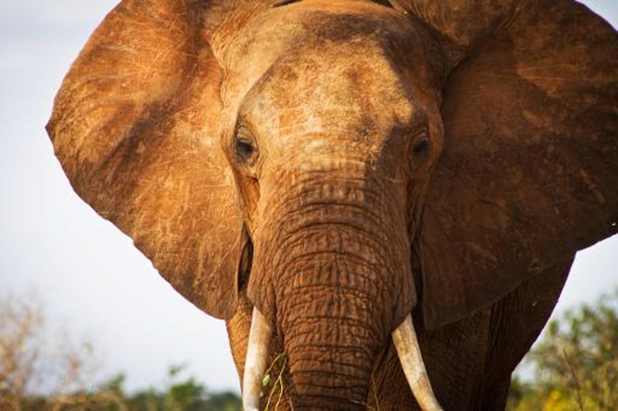 Kenya: la population d’éléphants diminue dans le principal sanctuaire © AFP