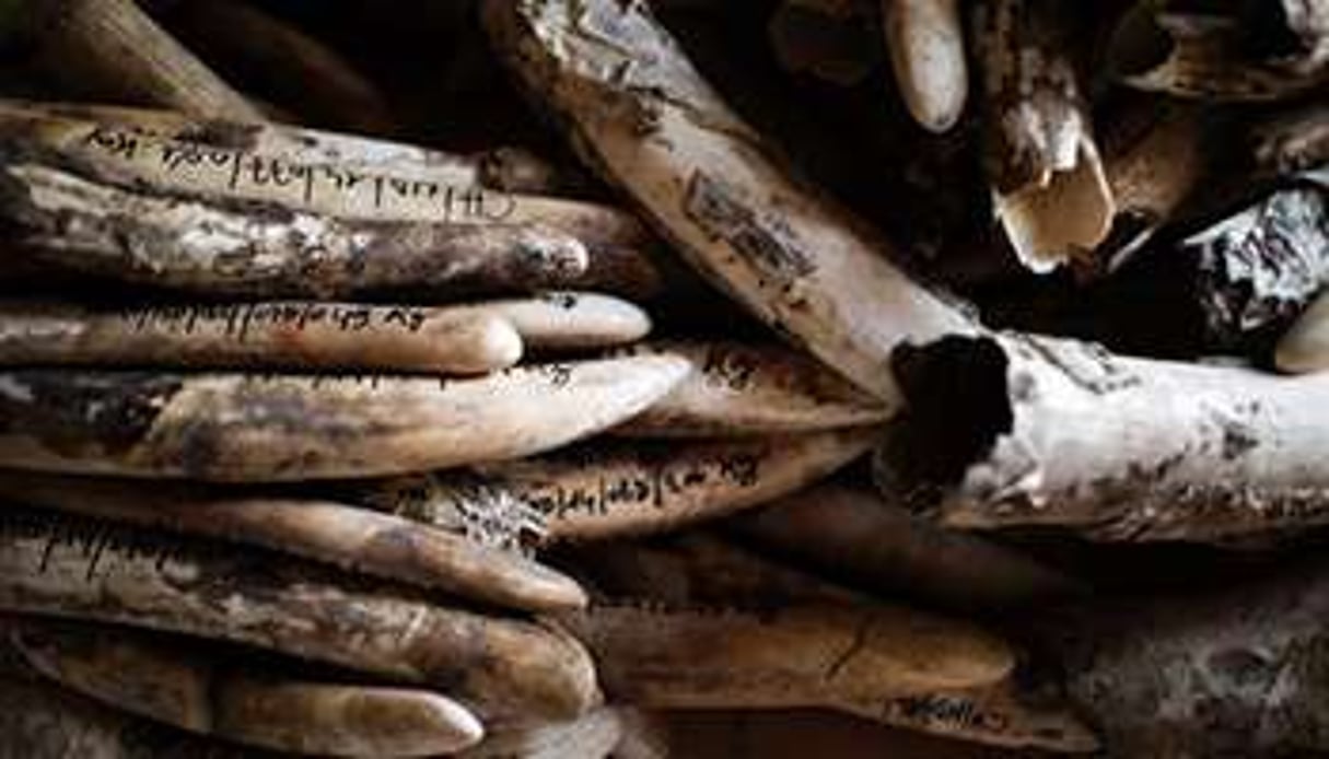 Des défenses en ivoire confisquées à des braconniers dans le parc naturel de Zakouma. © AFP
