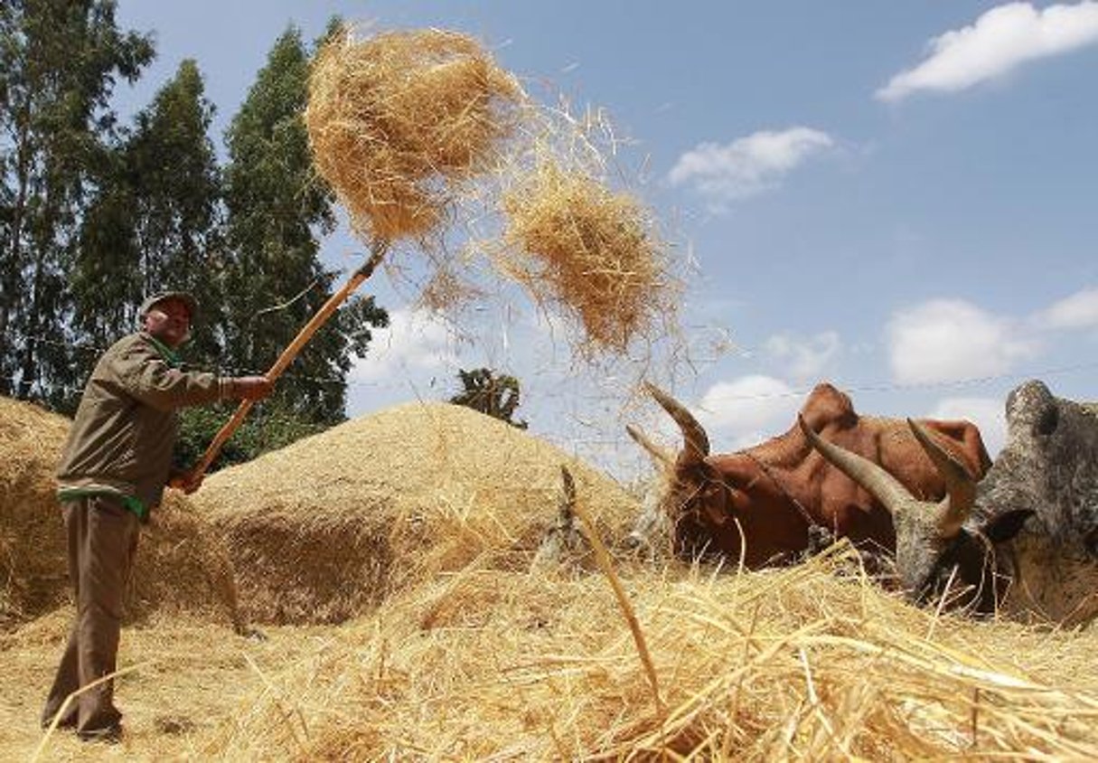 Le teff, céréale sacrée d’Ethiopie, aliment en or pour l’export? © AFP