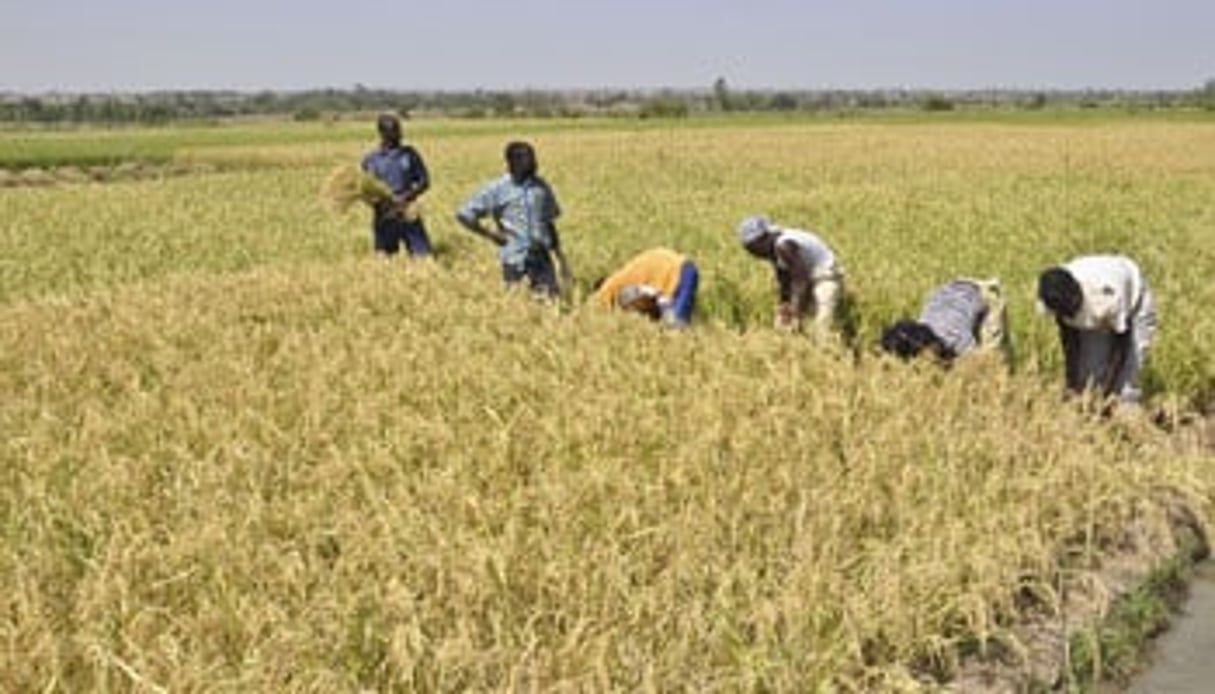 Récolte de riz sur les parcelles de démonstration de Bagrépôle. © Ahmed Ouoba/JA