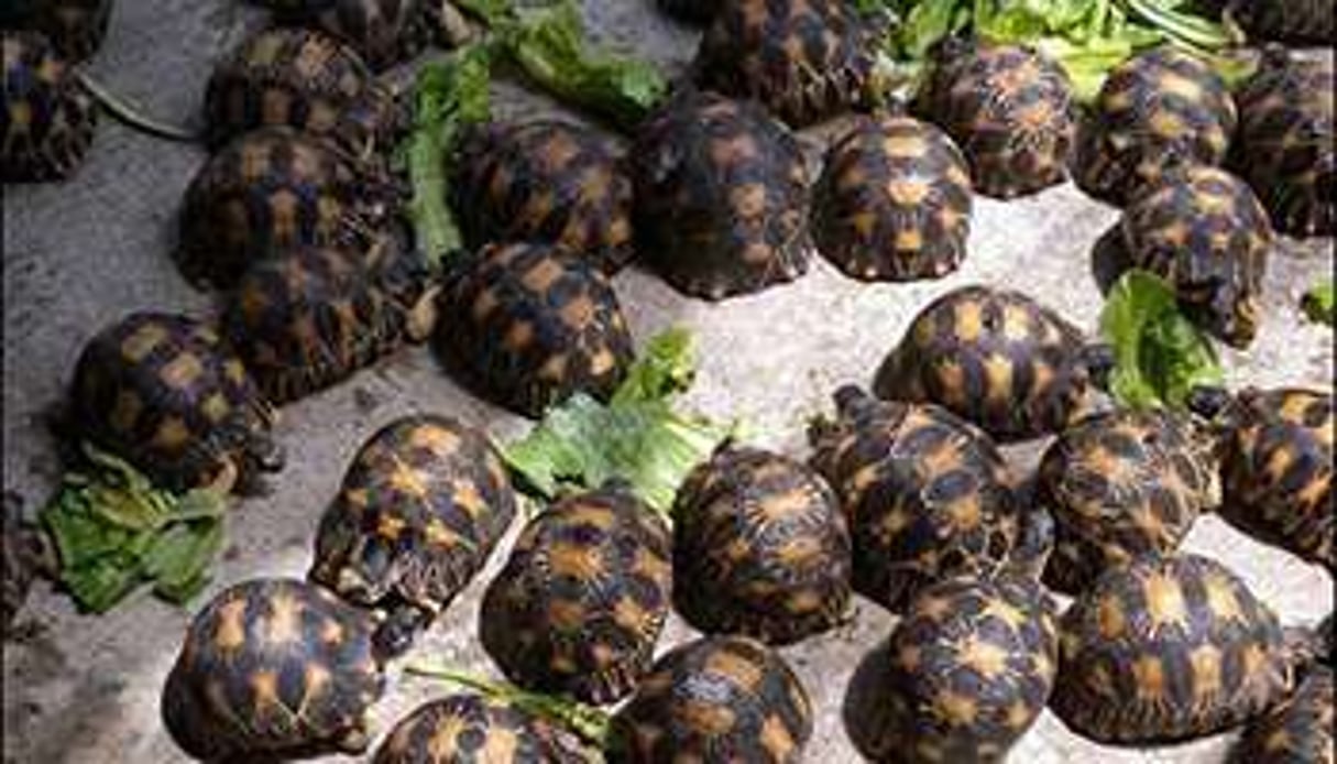 93 à 2800 tortues sont saisies par mois à Madagascar. © AFP