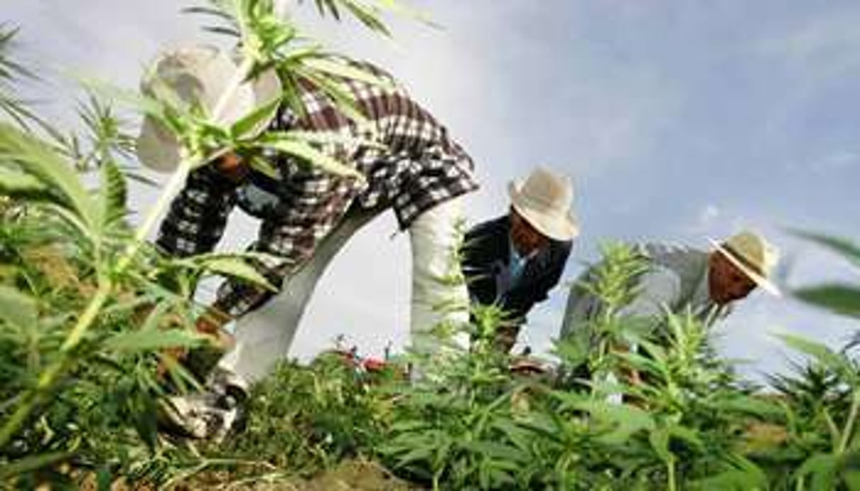 90 000 familles marocaines vivraient encore de la culture du cannabis. © AFP