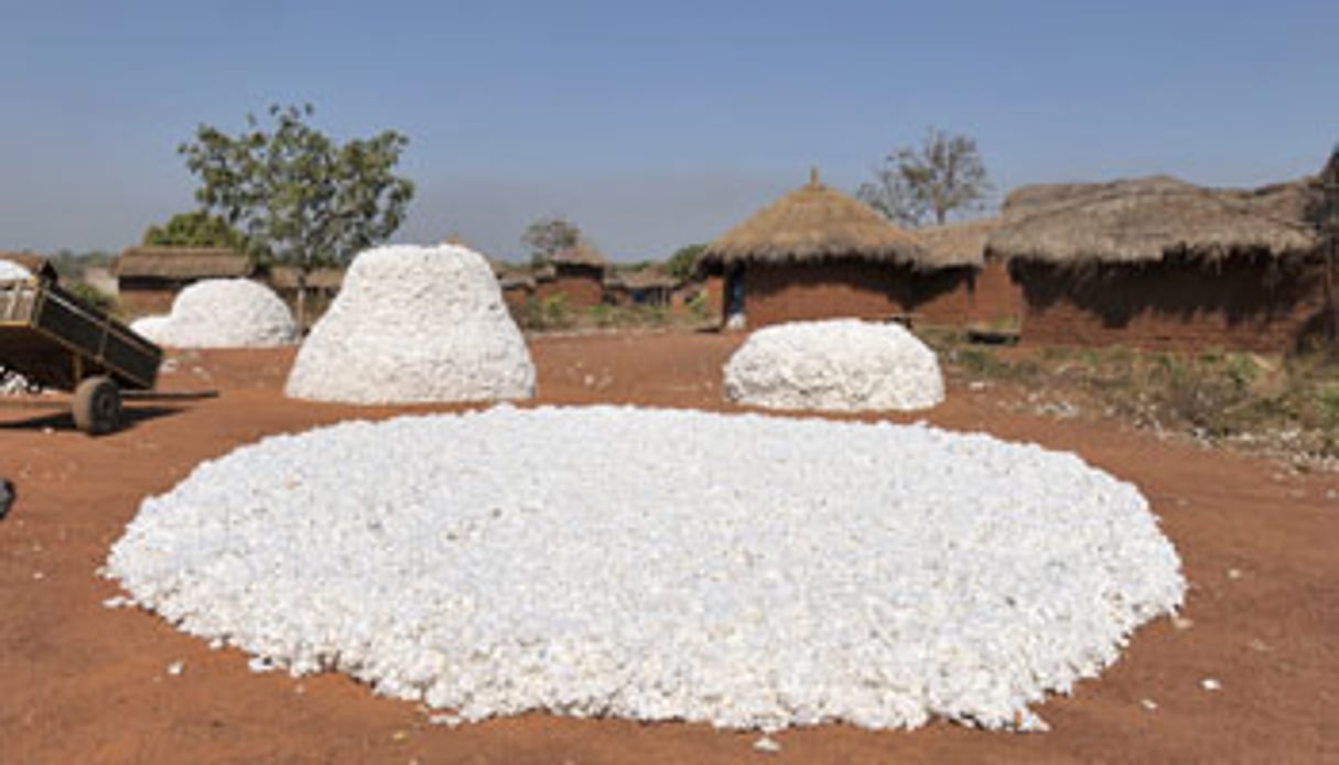 Les rendements ont progressé. Ils représentent désormais entre 900 kg et 1,1 tonne par hectare, contre 644 kg en 2007. © Nabil Zorkot pour les Éditions du Jaguar