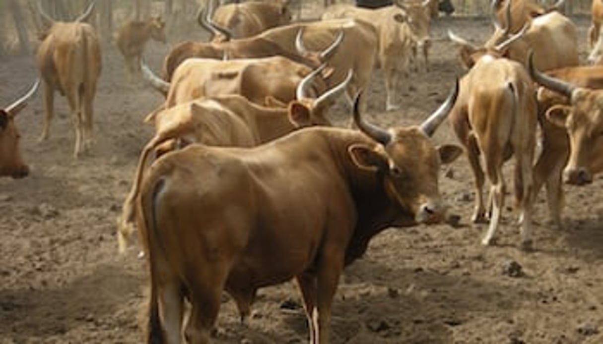 Troupeau de Ndama, une race bovine d’Afrique occidentale et centrale. © Wikipedia
