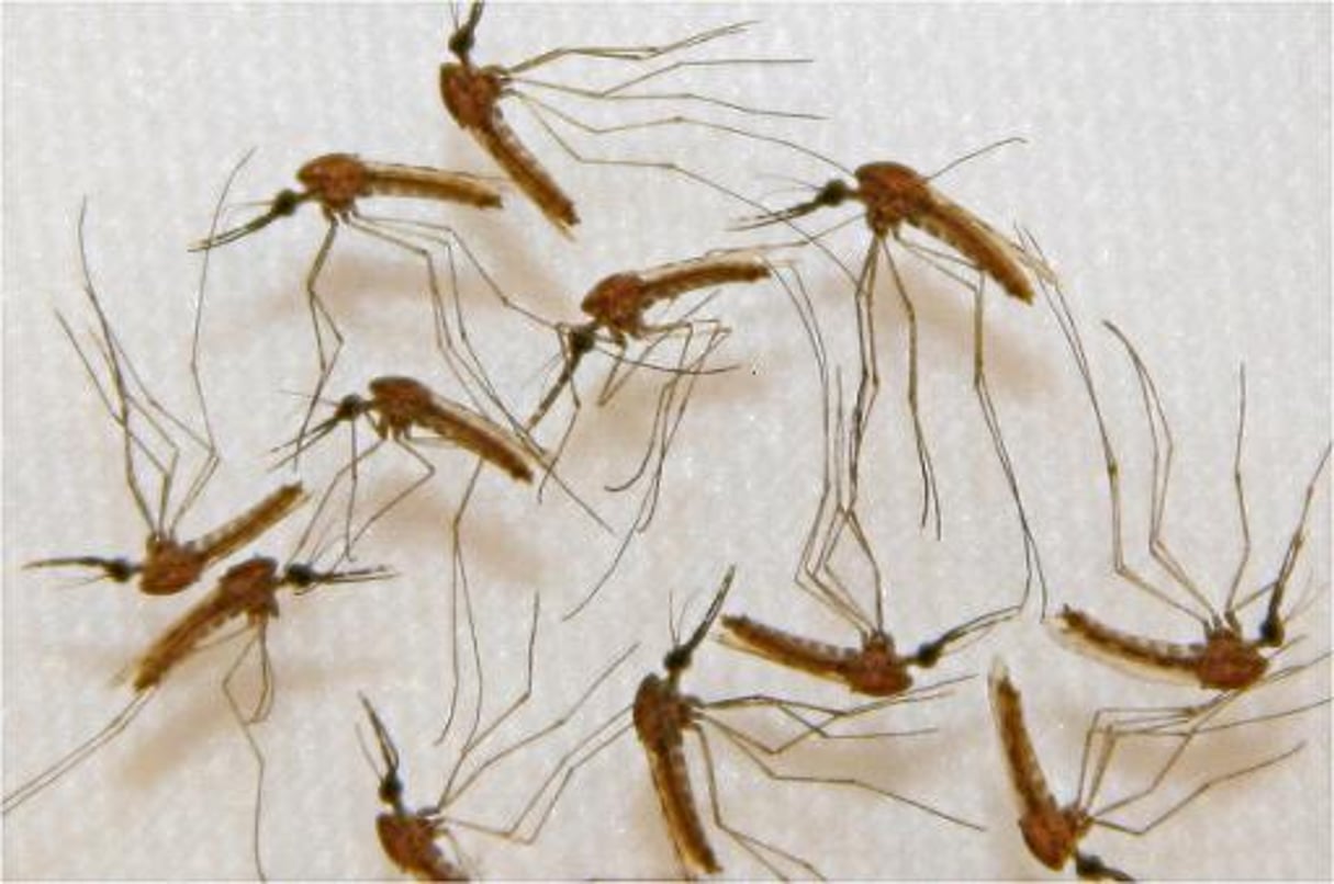 Paludisme: 300 millions de traitements distribués en Afrique par Sanofi © AFP