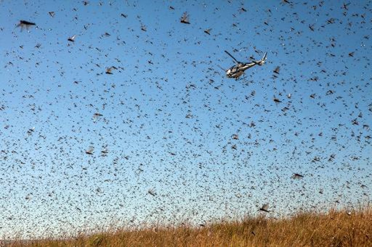 Madagascar: une pluie de pesticides pour lutter contre l’invasion de criquets © AFP