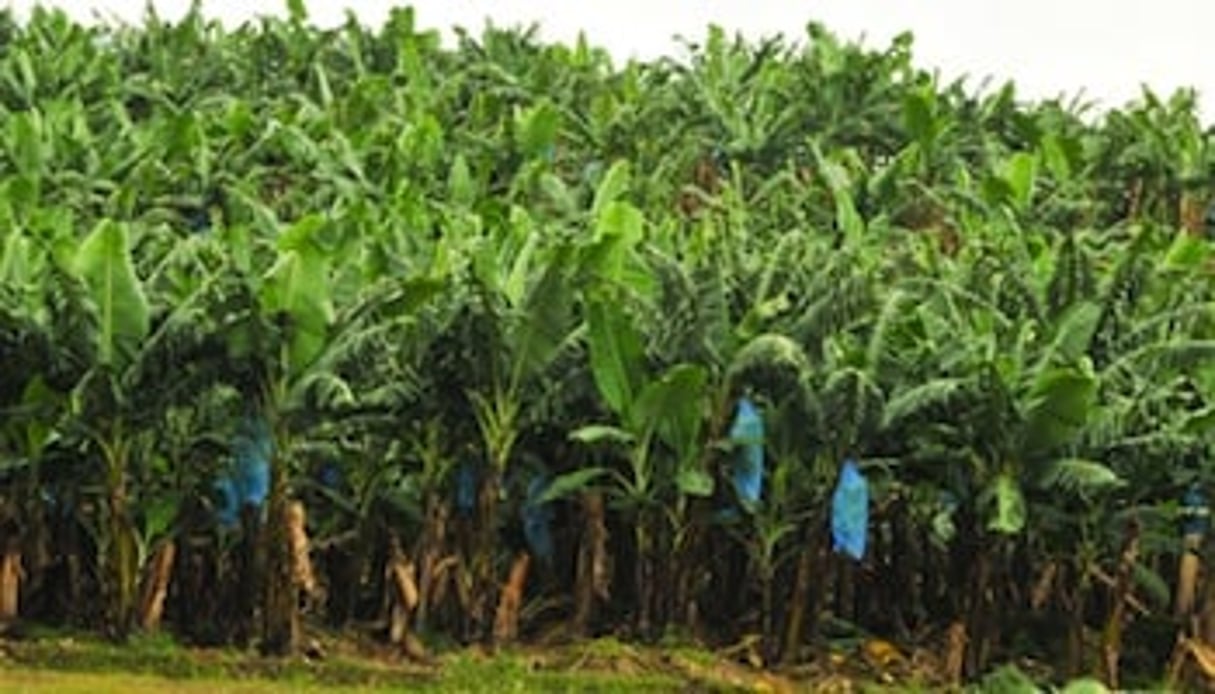 Plantations bananières dans la région de Penja, au Cameroun. © Renaud Van Der Meeren/EDJ