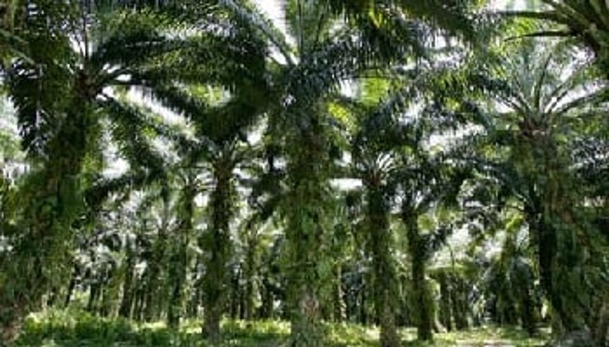 Lorsque les palmiers sont trop grands, ils deviennent inexploitables et sont donc coupés. Ces ‘déchets’ verts serviront à alimenter la centrale électrique. © AFP