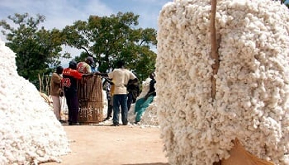 Au Bénin, environ 325 000 familles dépendent de la filière coton. © Ahmed Ouaba/Panapress