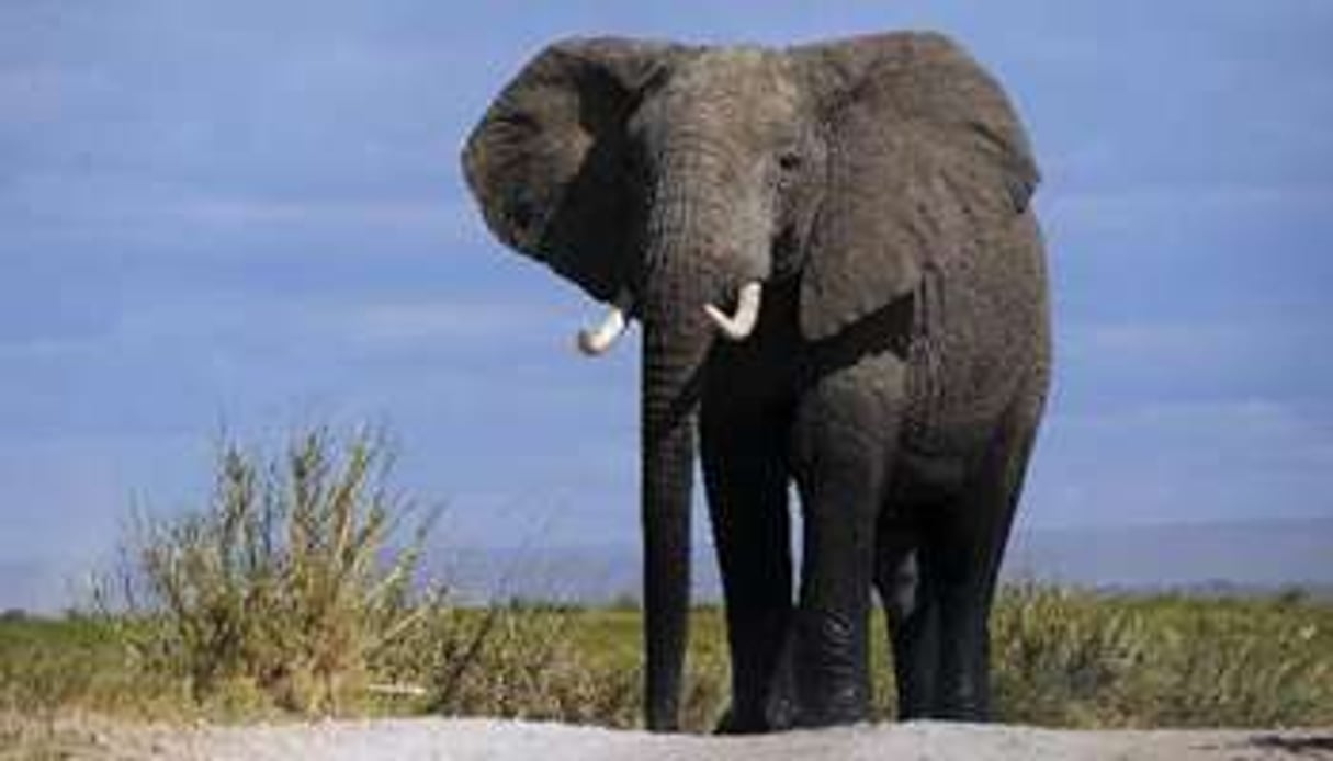 Un éléphant d’Afrique mâle dans le parc national Amboseli, au Kenya. © AFP