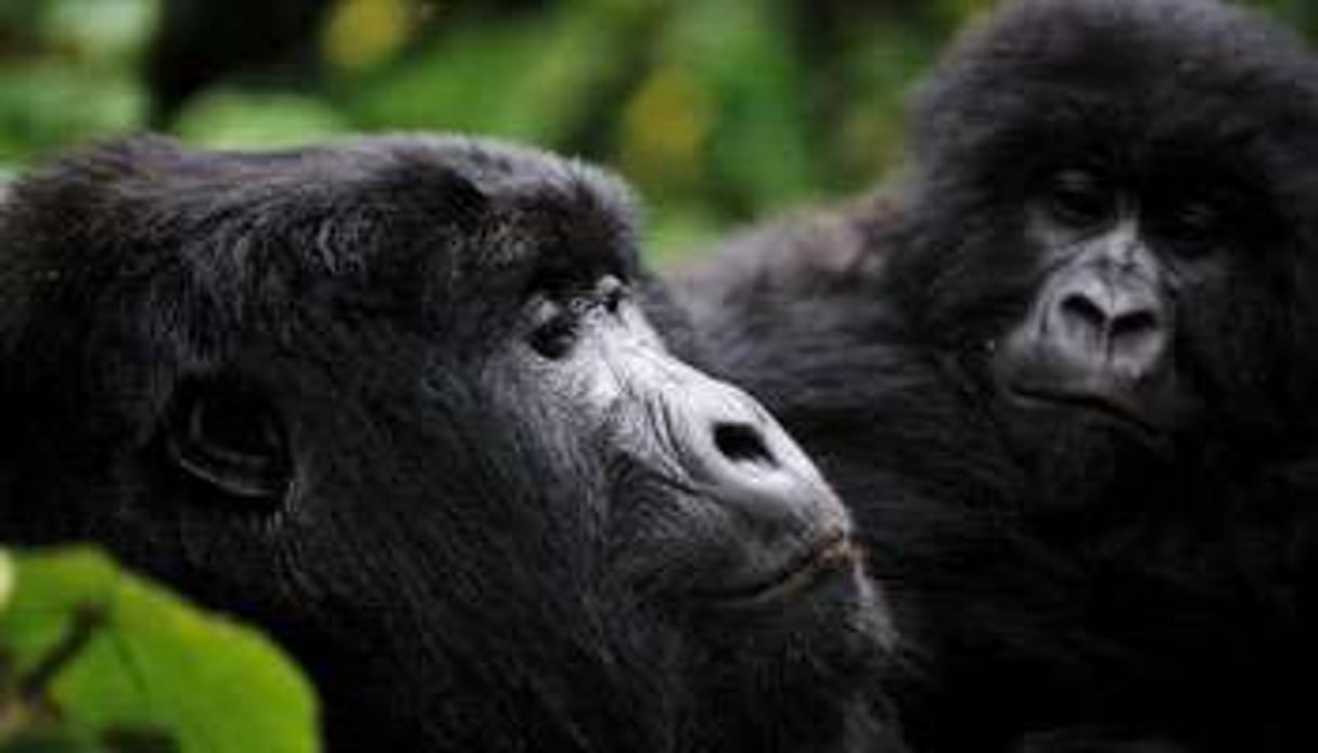 La réserve congolaise abrite la moitié de la population mondiale de gorilles des montagnes. © ROBERTO SCHMIDT / AFP