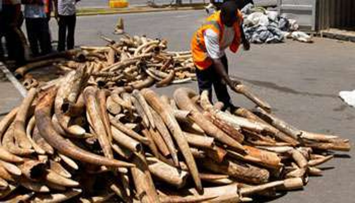Deux tonnes de défenses d’éléphants découvertes au Kenya. © Ivan Lieman / AFP