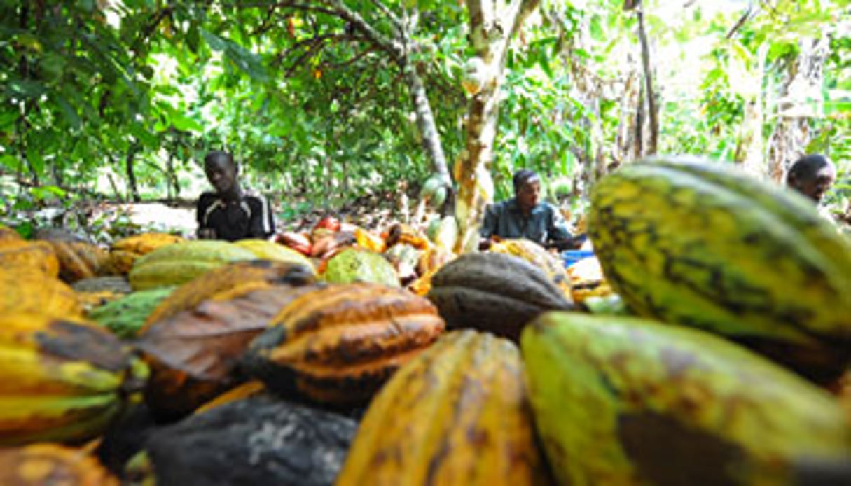 En 2013-2014, la hausse de la production nationale de cacao permettra à l’Etat ivoirien d’engranger plus de 308 milliards de F CFA. © Kambou Sia/AFP