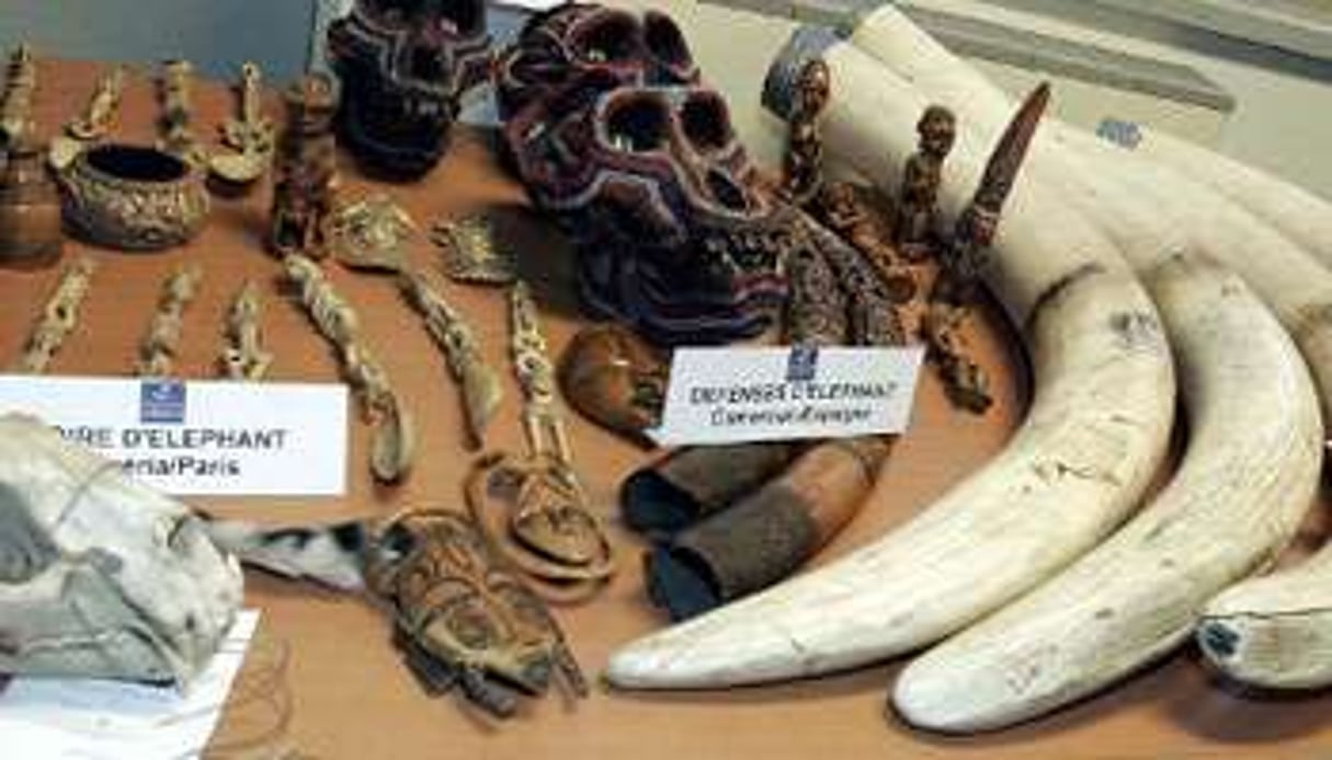 Des défenses et des objets en ivoire saisis à Paris. © BERTRAND GUAY / AFP