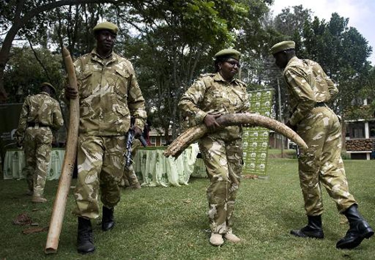 La technologie pour protéger éléphants et rhinocéros du braconnage en Afrique © AFP