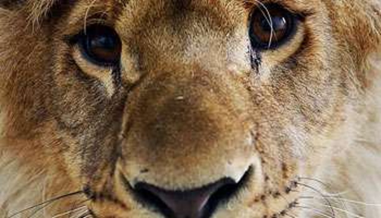 Les lions sont officiellement classés comme espèce vulnérable. © AFP
