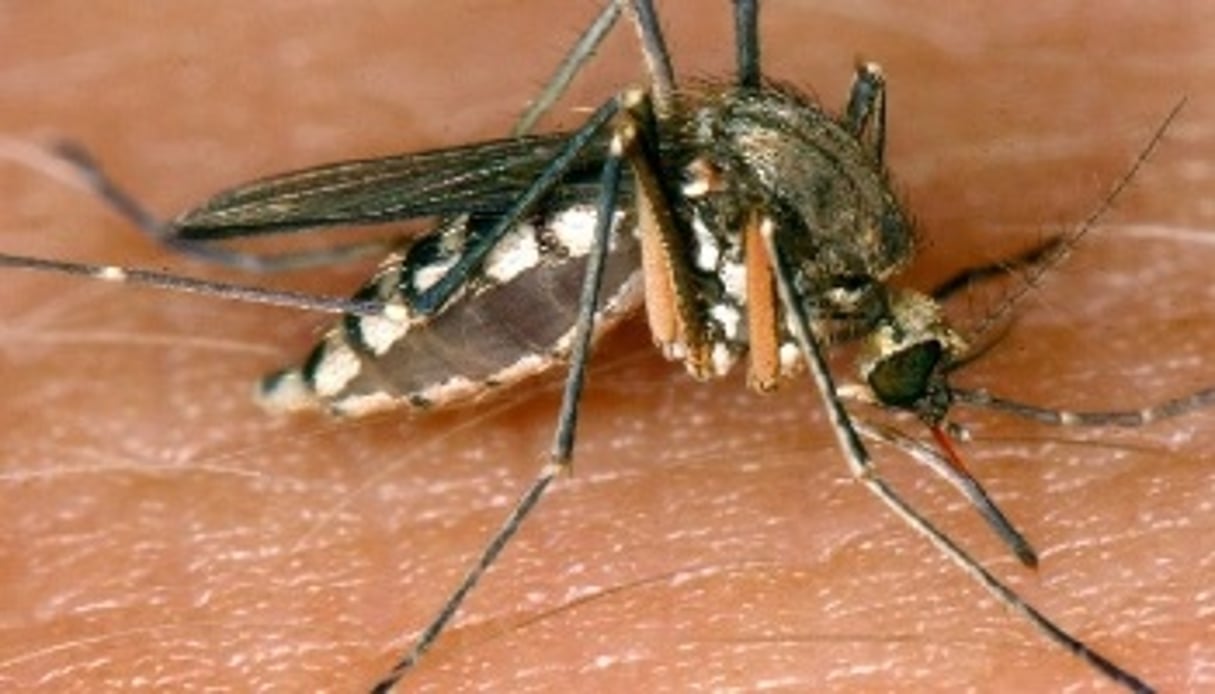 Le paludisme a entraîné 627 000 décès, dont 90 % en Afrique, selon le rapport 2013 de l’OMS © AFP