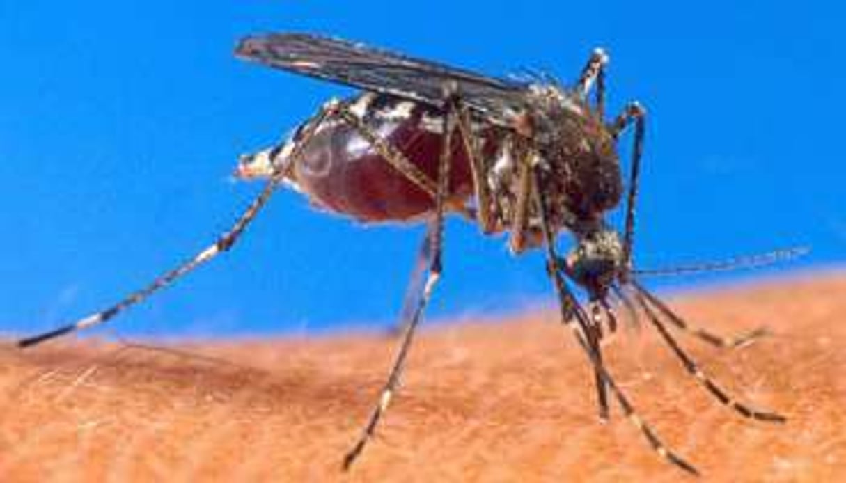En 2012, le paludisme a causé 627 000 décès. © AFP