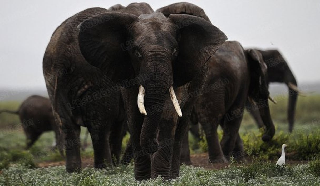 Eléphants d’Afrique. © AFP