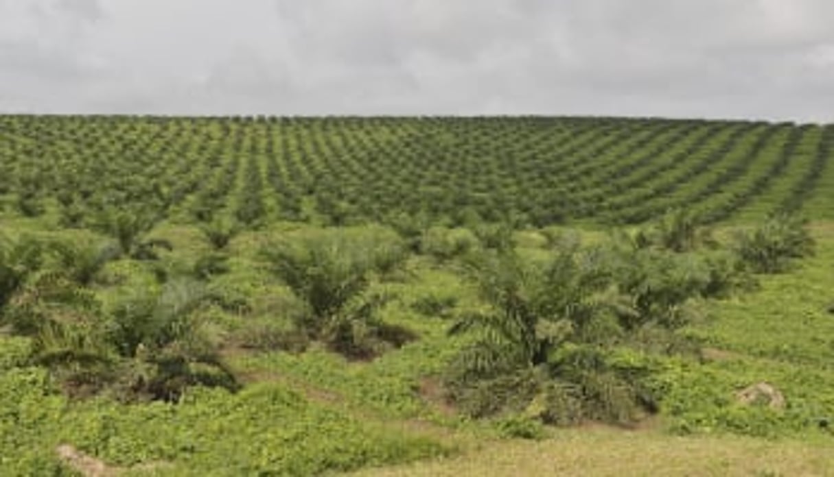 En Côte d’Ivoire, plantation de palmier à huile emploie 200 000 personnes. © NabilZorkot/JA