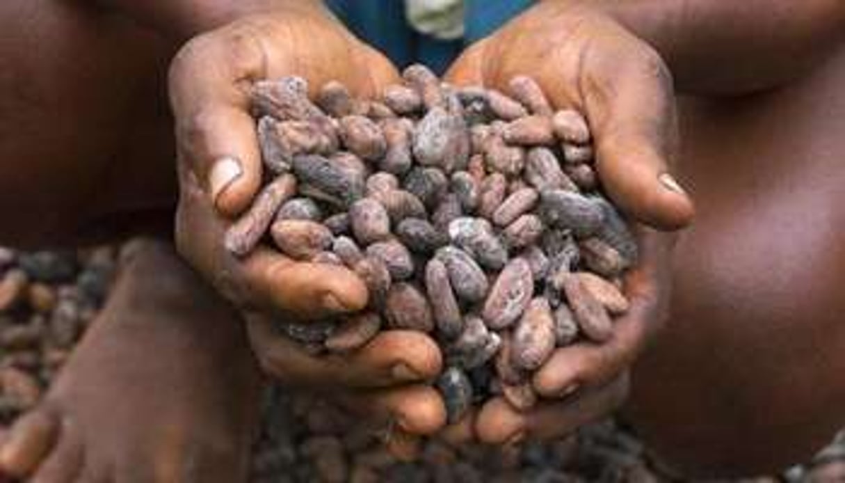 Selon les autorités ivoiriennes, les revenus des paysans du café-cacao ont augmenté de 7,5 % entre 2010 et 2013, passant de 1200 à environ 1300 milliards de francs CFA. © AFP