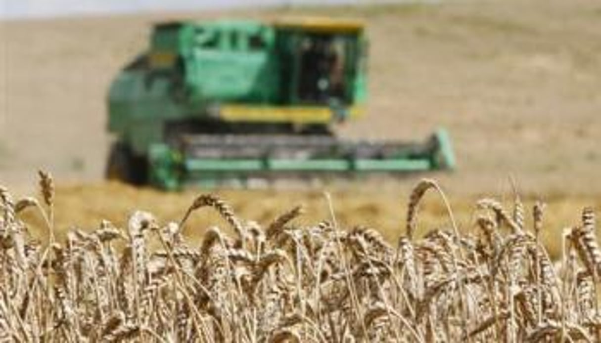 Le Maroc est l’un des principaux importateurs de blé en Afrique. © Vasily Fedosenko/Reuters