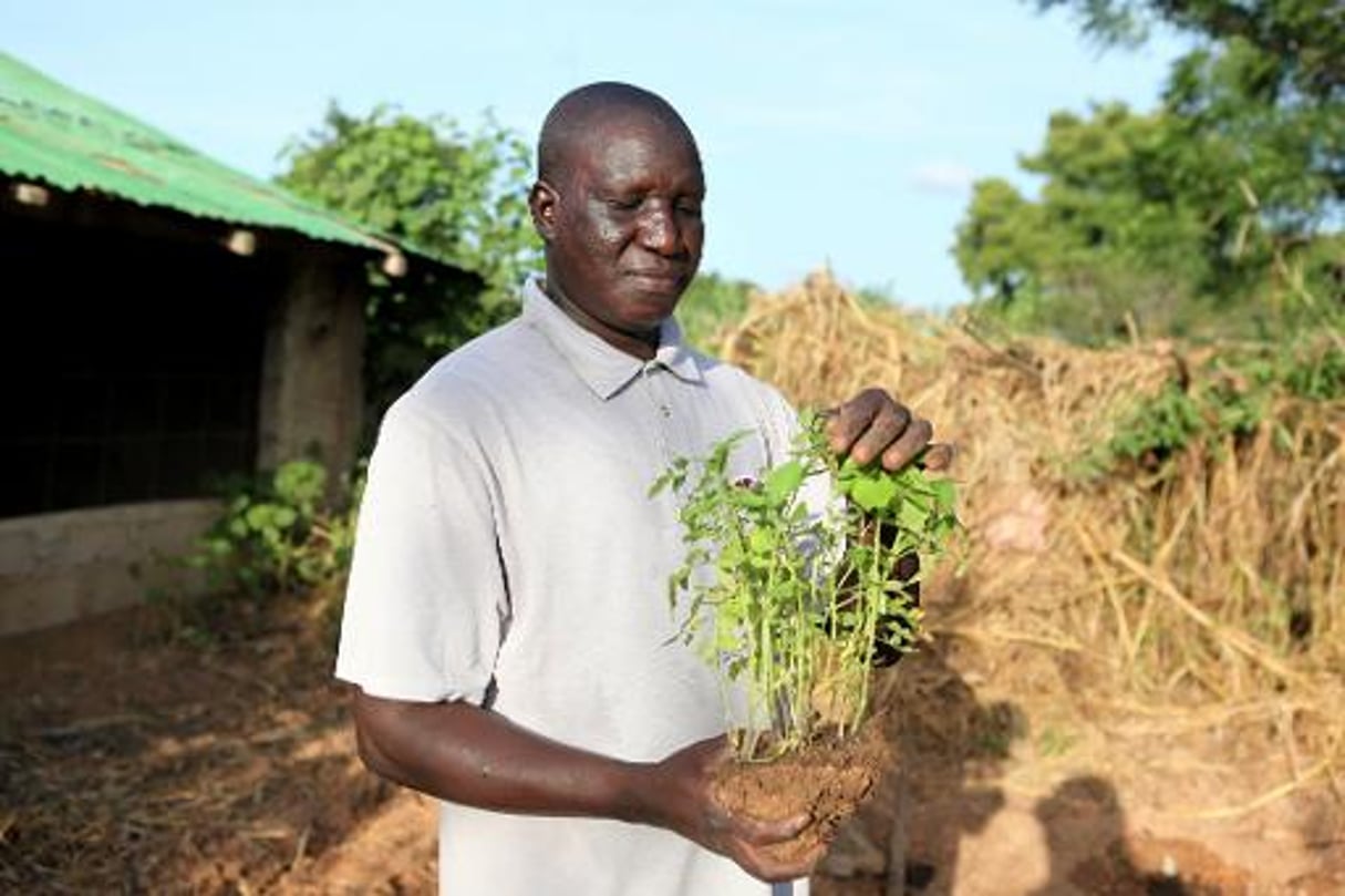 Oumar Diabaté, vétérinaire fermier et pionnier de l’agroécologie au Mali © AFP