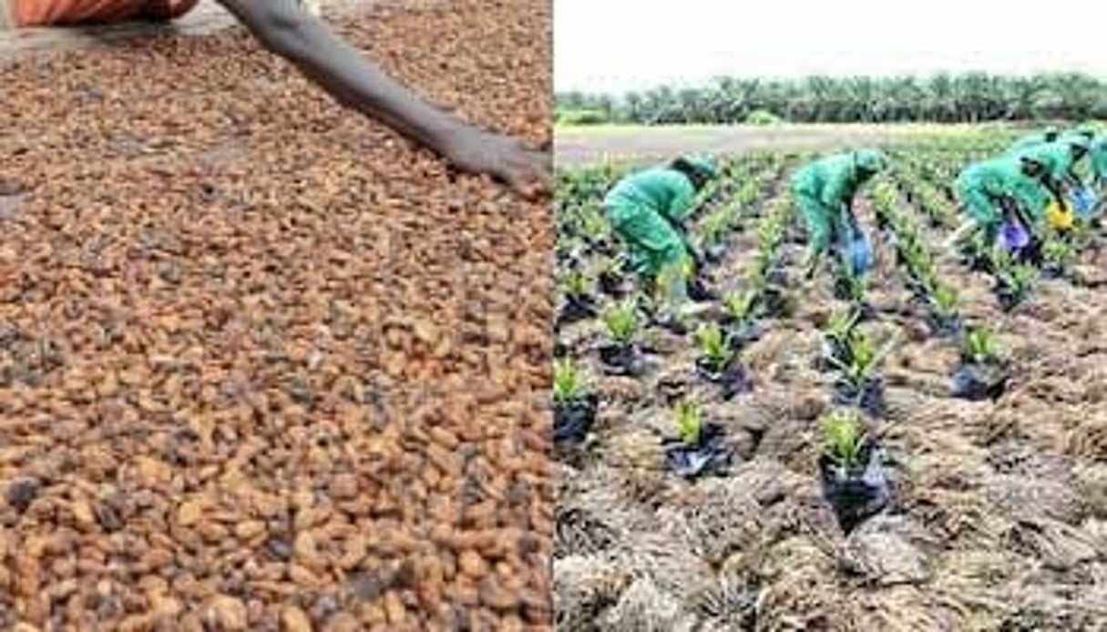 Leader du cacao dans les années 90, Sifca s’est depuis imposé dans le caoutchouc et l’huile de palme. © Nabil Zorkot/JA