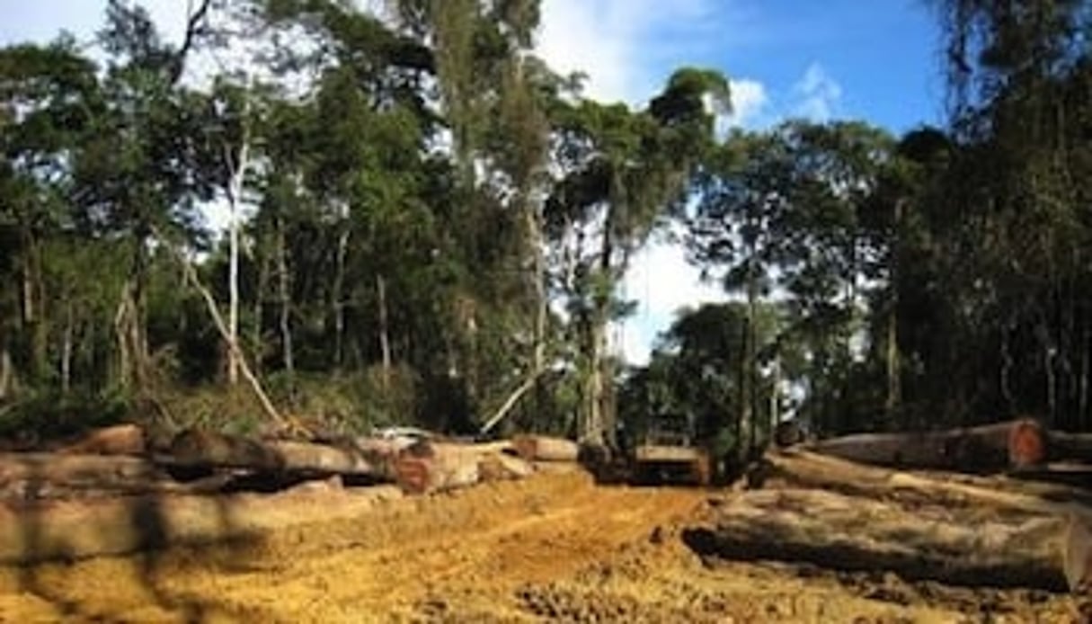 Les pays de la CEEAC veulent concilier valorisation de la filière bois et protection de l’environnement. © AFP